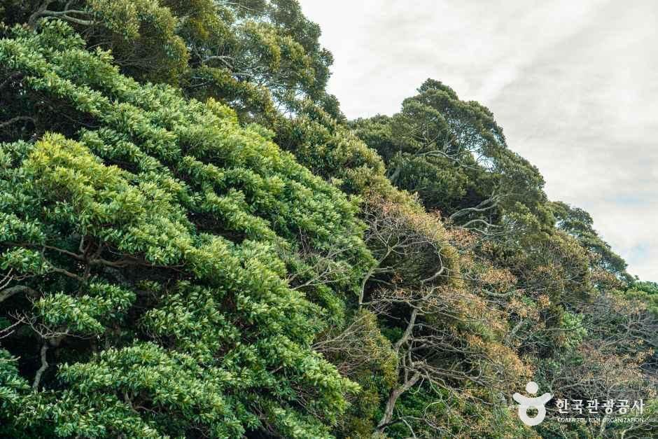 완도 맹선리 상록수림