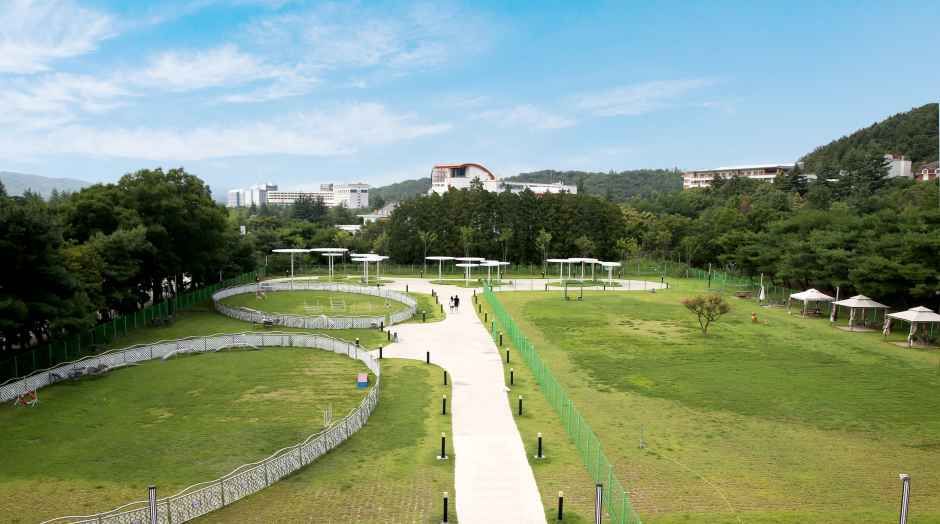 경주_더 케이 호텔 경주_반려견 놀이터.jpg