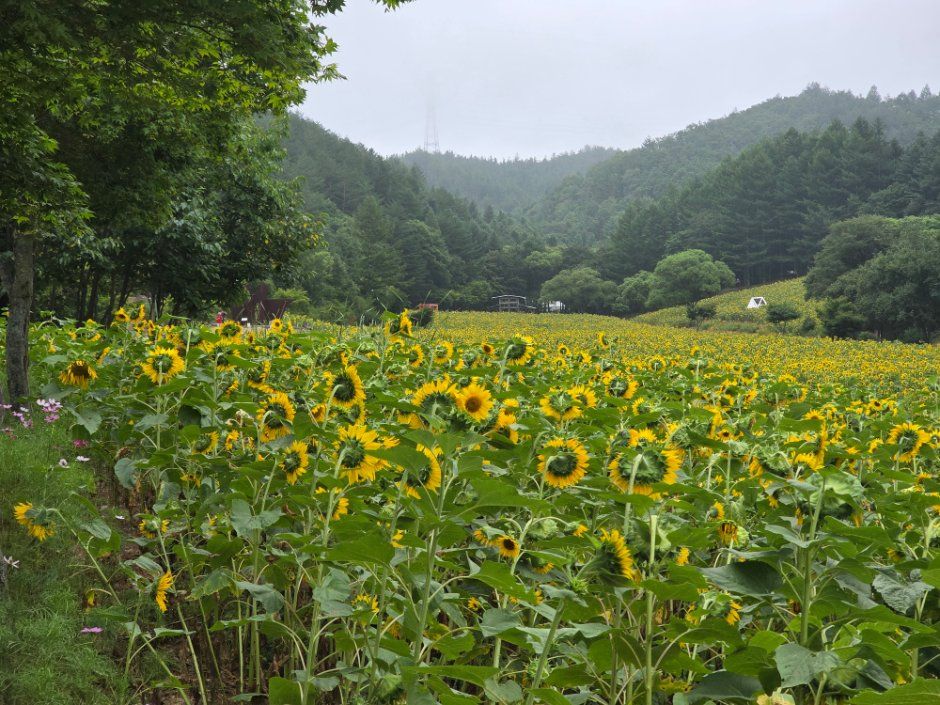 Taebaek Sunflower Festival