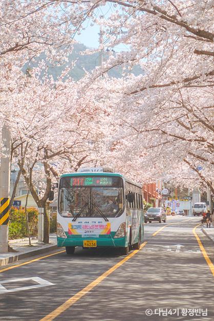 SNS_벚꽃에 진심인 편, 대리만족 통영 벚꽃로드_통영봉숫골 1-2