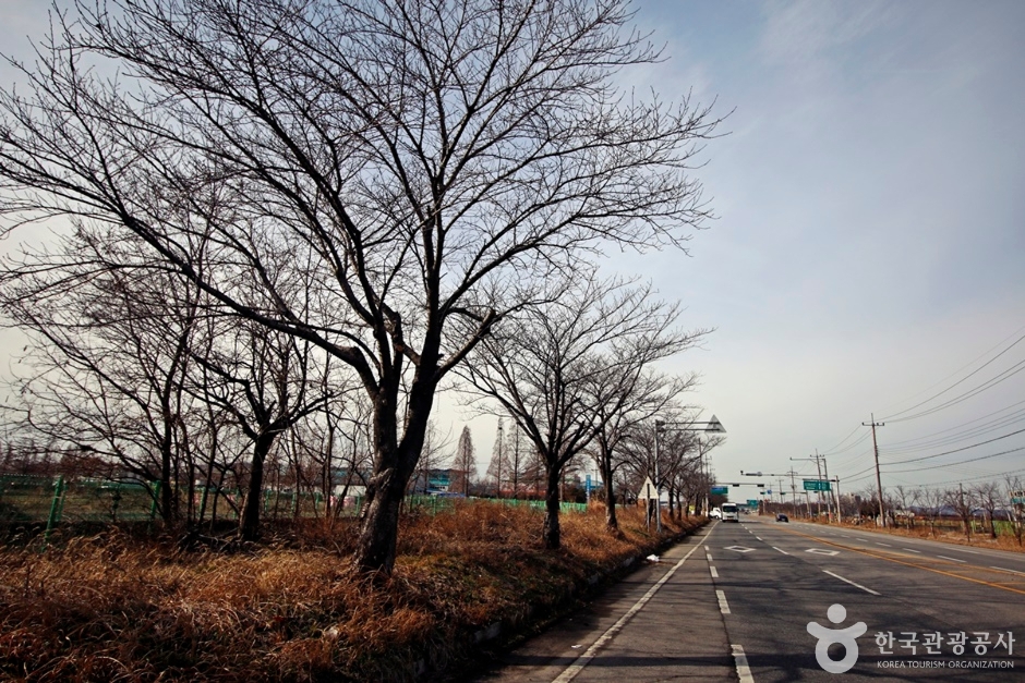 全軍街道百里桜並木
