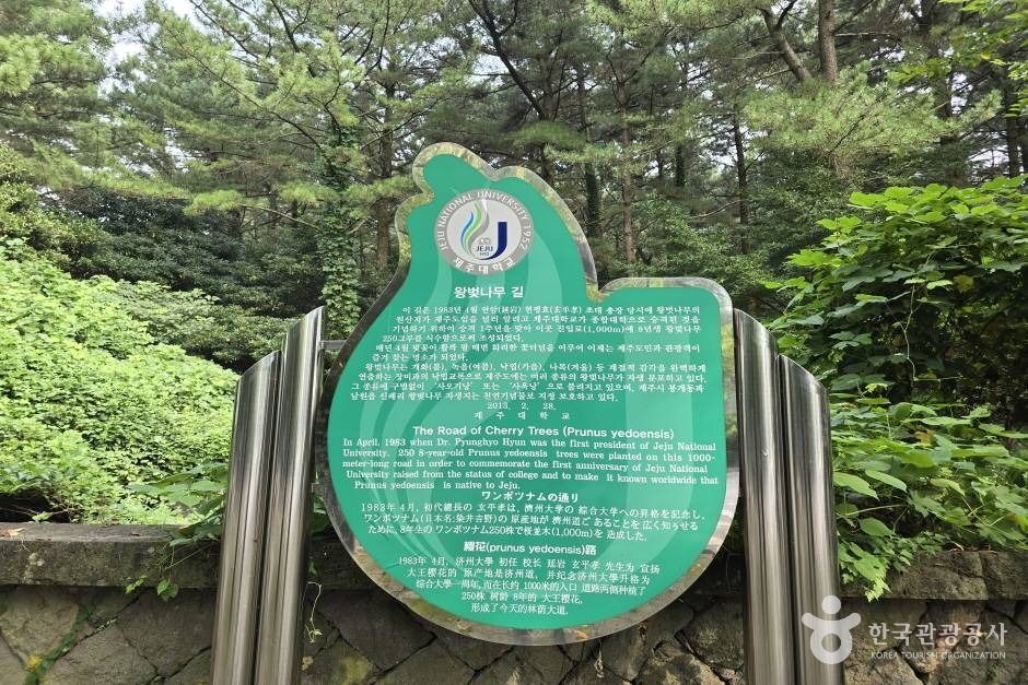 Jeju National University Cherry Blossom Road