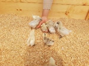 나눔농장(파주)