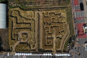 2025 의좋은 형제 축제 3