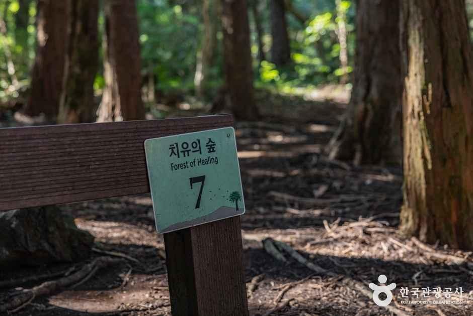 아라동 치유의 숲