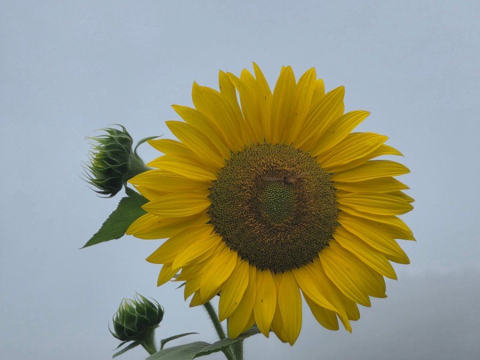 Taebaek Sunflower Festival