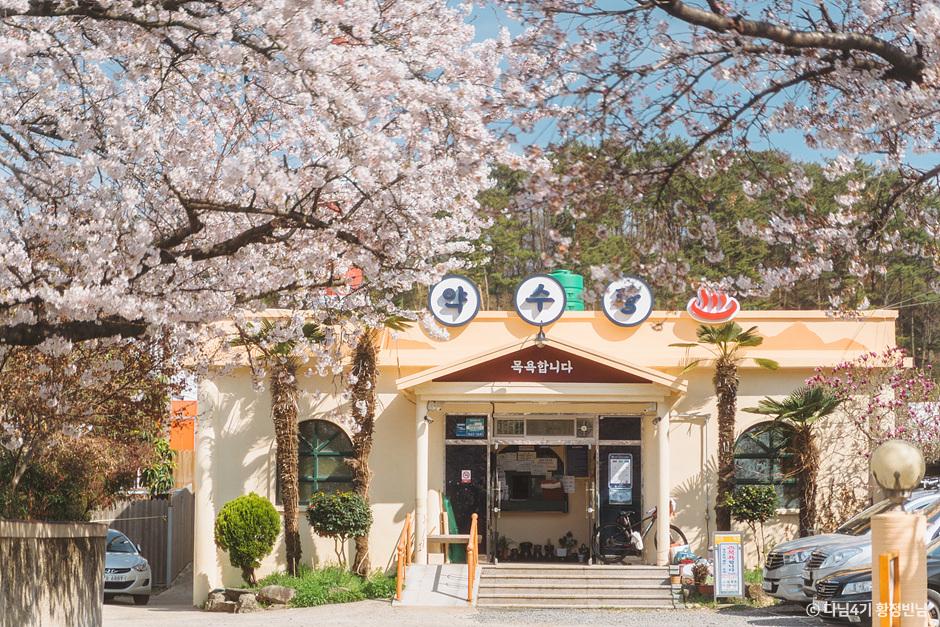 SNS_벚꽃에 진심인 편, 대리만족 통영 벚꽃로드_통영봉숫골 1-5