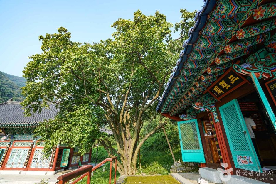 Ingok-ri Chinese Quince Tree