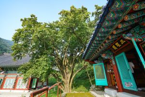 인곡리 모과나무