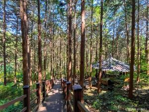 건천편백나무숲