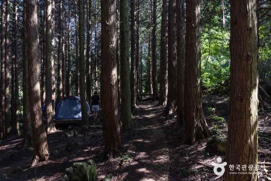 아라동 치유의 숲