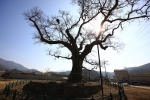 함안 영동리 회화나무