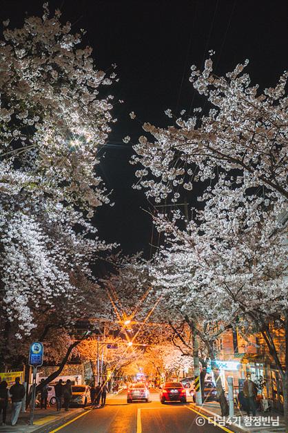 SNS_벚꽃에 진심인 편, 대리만족 통영 벚꽃로드_통영봉숫골 1-6