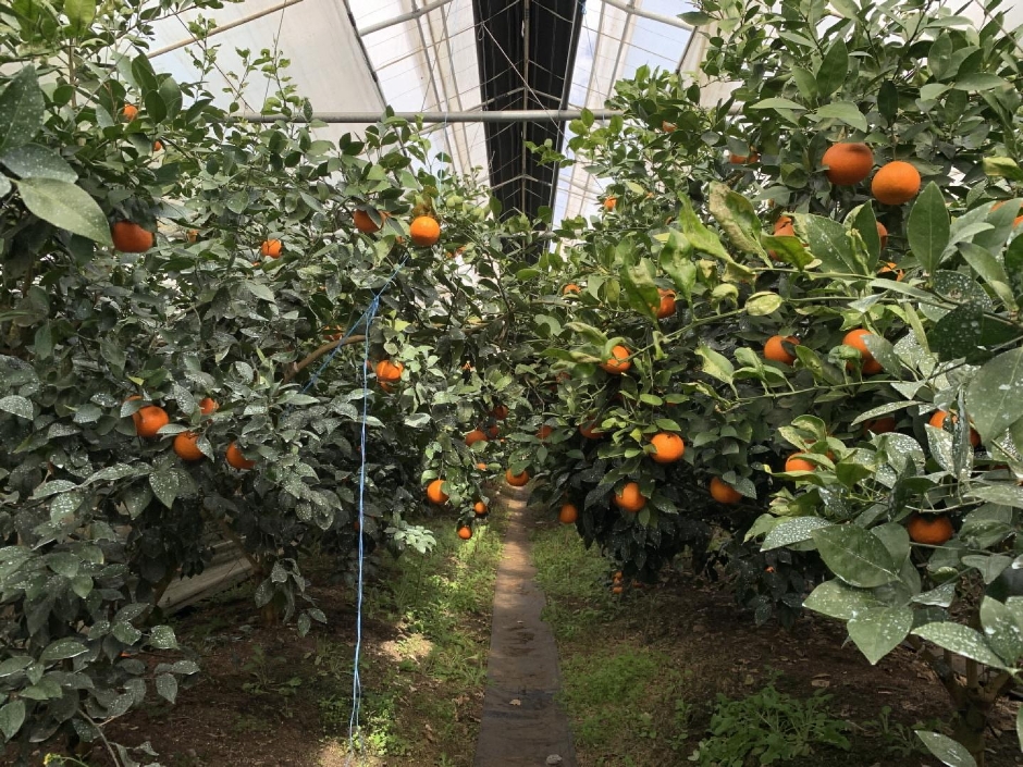 Tropical Fruit Farm Eujinpang