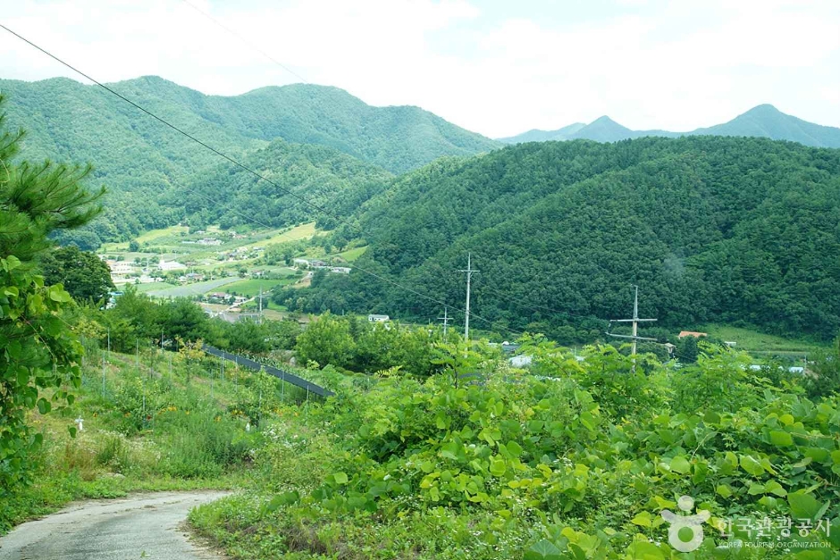 기우산(정선)