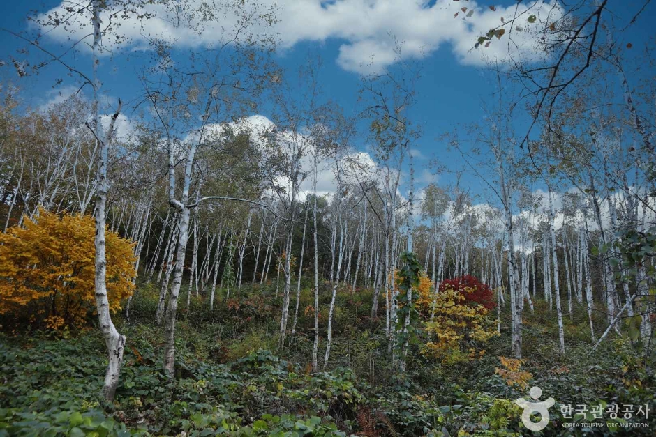 西厚里林