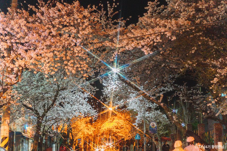 SNS_벚꽃에 진심인 편, 대리만족 통영 벚꽃로드_통영봉숫골 1-7