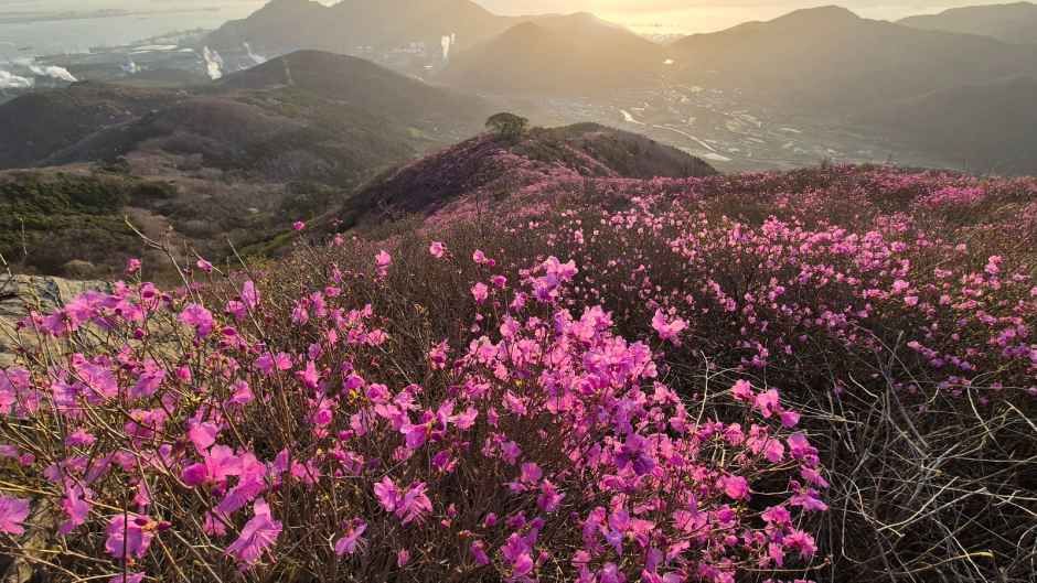 2026 여수 영취산 진달래축제 (6).jpg