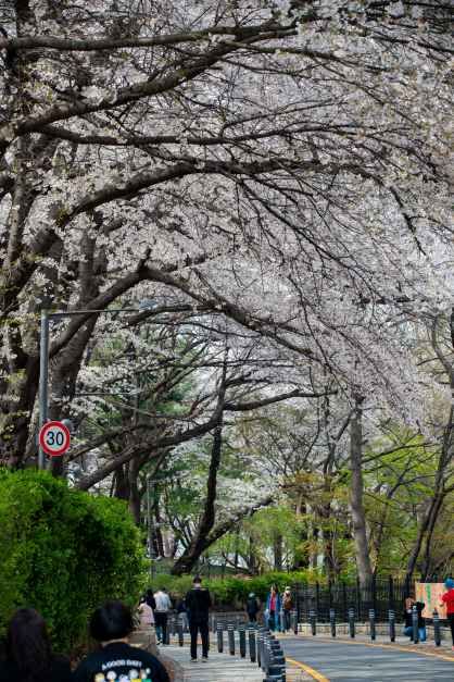 자유공원 벚꽃축제