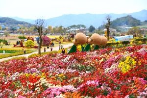 화순 고인돌 가을꽃 축제