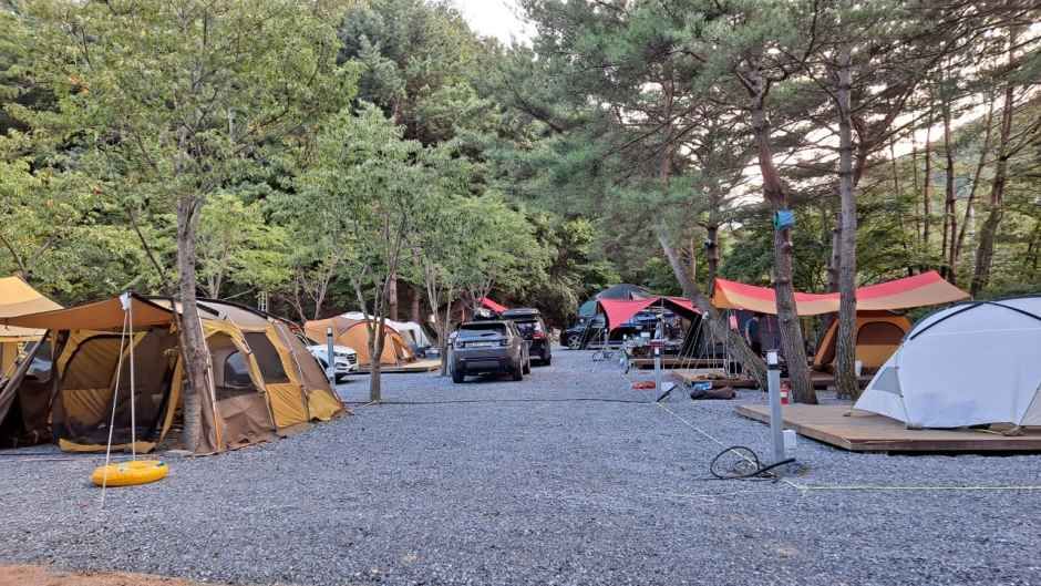 法興渓谷 森の朝 オートキャンプ場