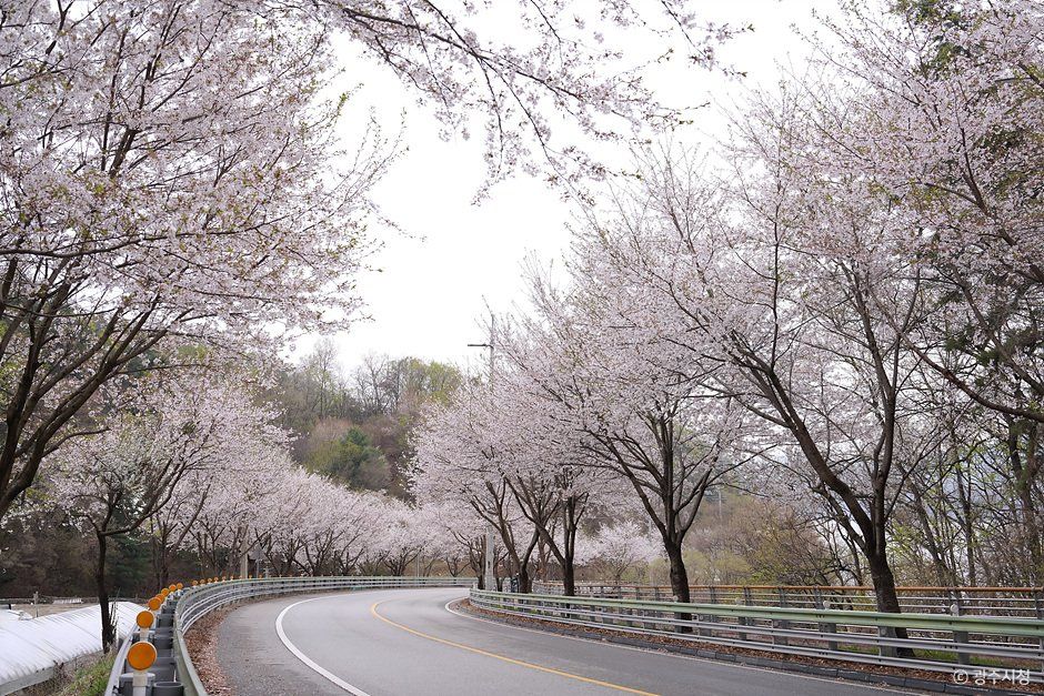 귀여리 벚꽃길