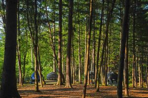 봉래산산림욕장