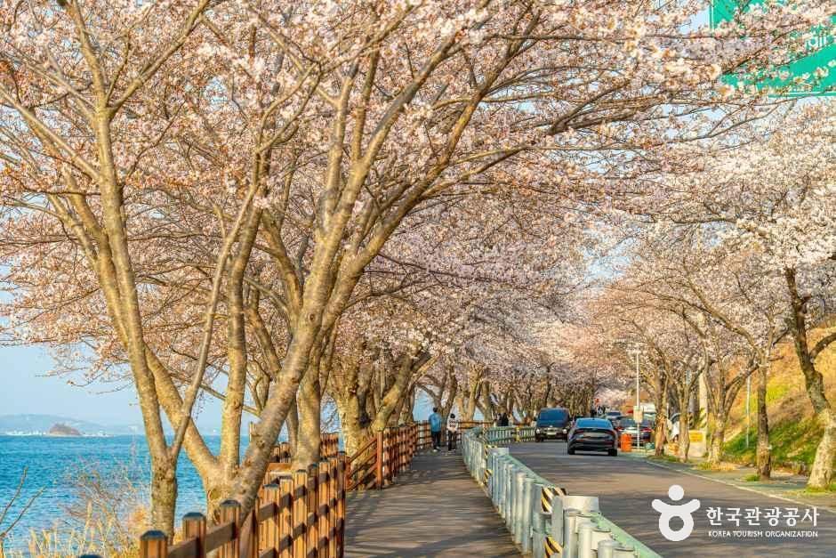 남해_왕지벚꽃길 (2).jpg