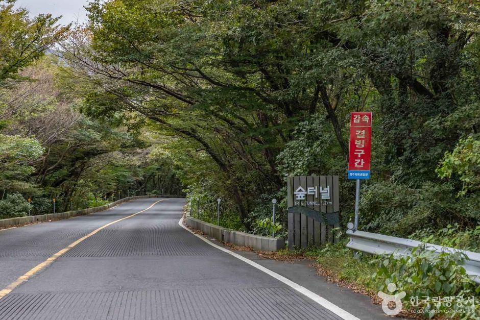 5.16道路森のトンネル