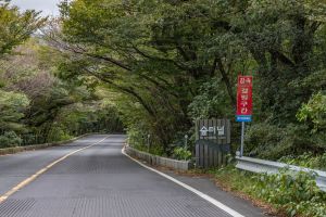 5.16 도로숲터널