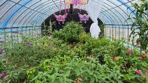 Suncheon Insect Museum (순천곤충박물관)