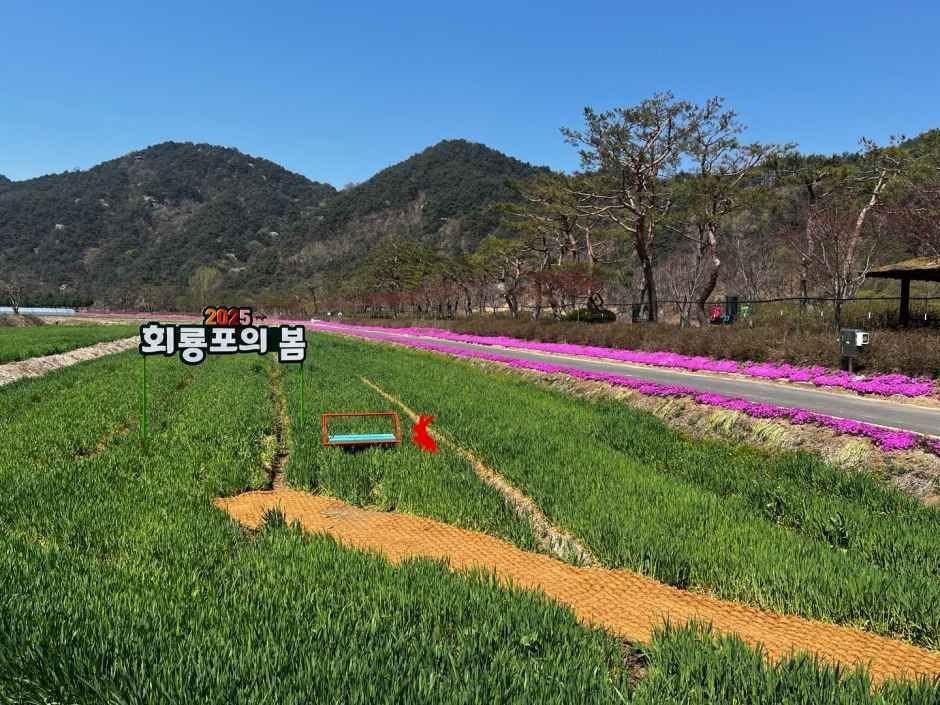 2026 회룡포 봄나들이 축제 (4).jpg