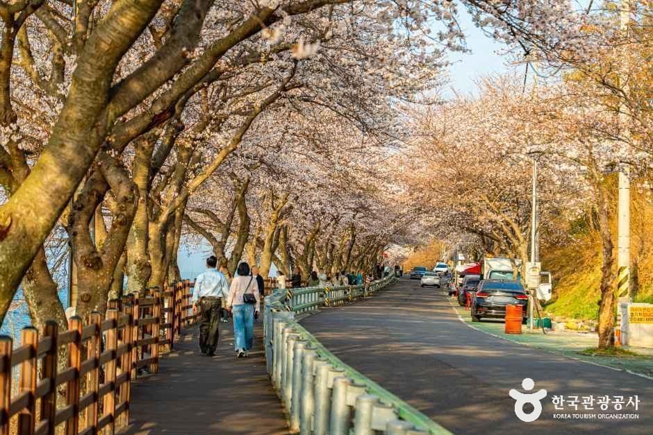 남해_왕지벚꽃길 (3).jpg