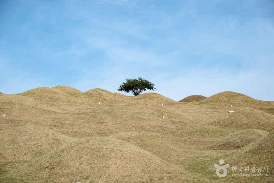 대구_동구_대구 불로동 고분군_외부_9.jpg
