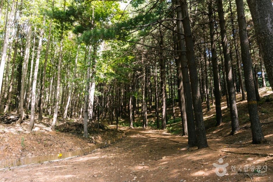 매쟁이골