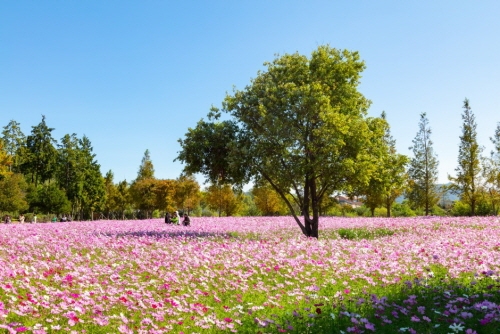 順天灣國家庭園