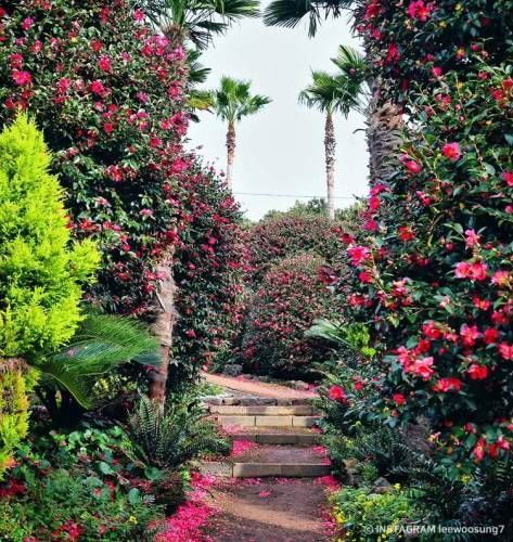 Palm trees and camellia shrubs