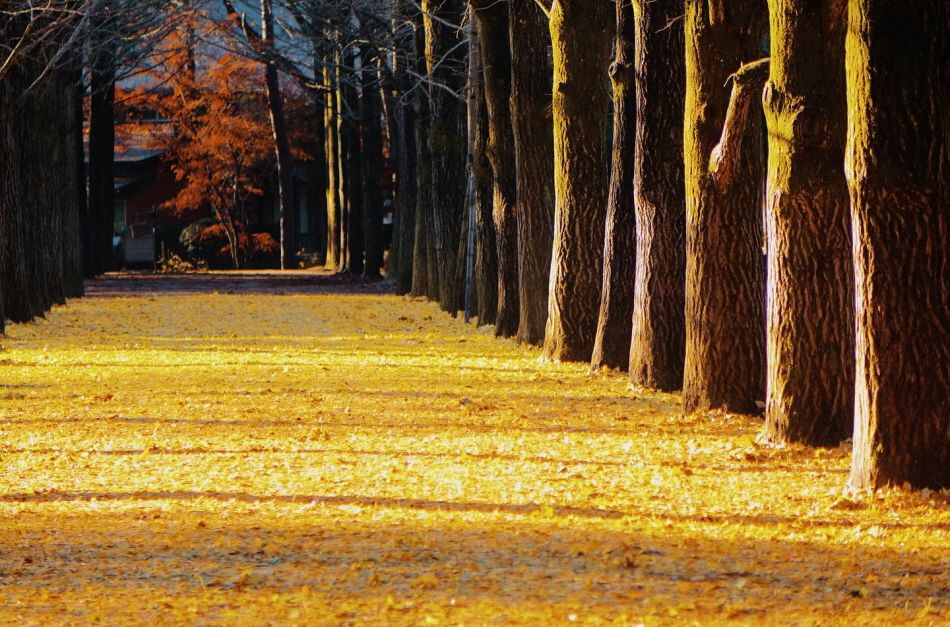 Ginkgo Tree Lane  