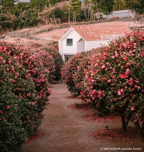 Camelia Forest with a picturesque café and garden 