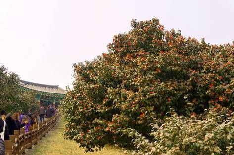 Seocheon Maryang-ri Camellia Forest