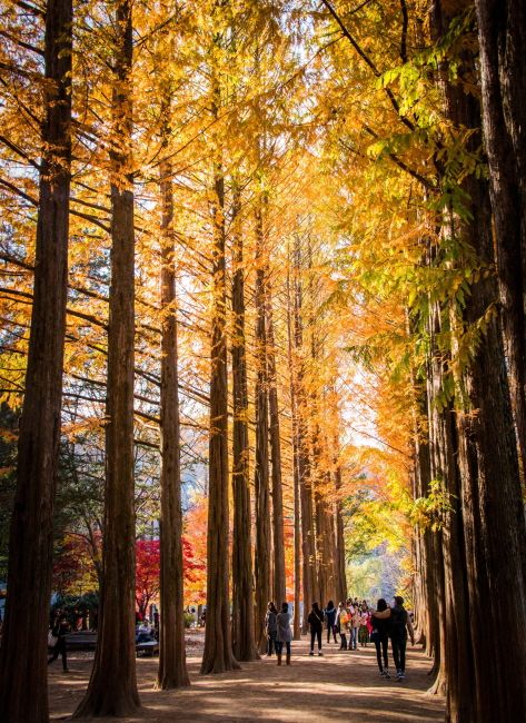 Metasequoia Lane 