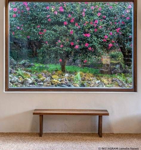 Photo zone inside Camelia Forest