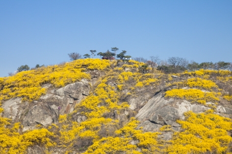 韓國最具代表的迎春花生態聚落「首爾鷹峰山」(圖片來源: ClipartKorea)