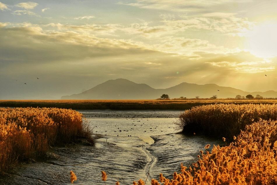 Suncheonman Bay Wetland Reserve, a great place for walks (Credit: Korea Tourism Organization – Park Sihyung)