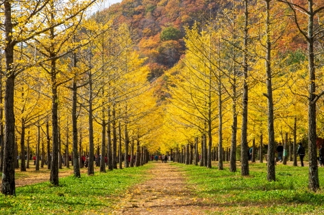 洪川銀杏林