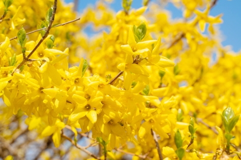 ケナリの黄色い花は春の訪れるを知らせる使者