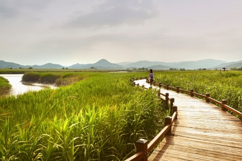 Humedal de la Bahía de Suncheonman, ideal para caminar (cortesía de Danim 7th, Kim Deok-sik (izquierda); Cortesía de IR Studio, Galería de la Organización de Turismo de Corea)