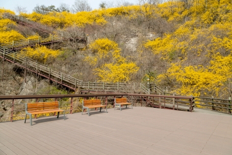 Eungbongsan Mountain is famous for its colonies of forsythia (Credit: Getty Images Bank)
