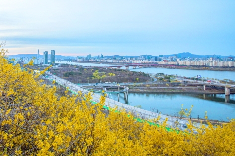Eungbongsan Mountain is famous for its colonies of forsythia (Clipart Korea)
