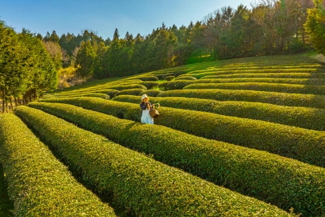 宝城の茶畑（写真提供：farmpartia）